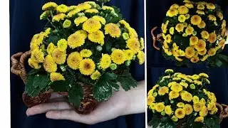DIY CALIMERO Flower