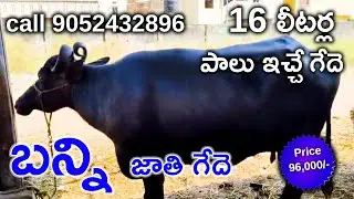 16 లీటర్ల పాలు ఇచ్చే బన్ని జాతి గేదె Banni bull Mother Milk capacity 16 litres call 9052432896