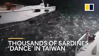 Thousands of sardines &lsquo;dance&rsquo; in Taiwan