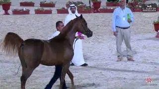 N 435 QAISAR MB   The 12th Local Breed Championship for Arabian Horses 2023   Yearling Colts Section
