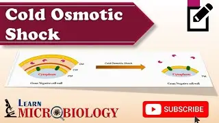 Cold Osmotic Shock experiment to study binding proteins