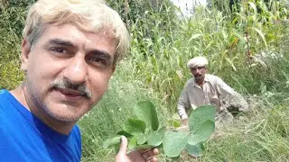 Butea monosperma Tree Plantation - Dhak - Palash - Flame of the forest  - Engineer Ka Bagh