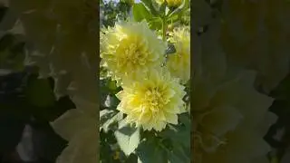 Godavari Flower | सर्दियों में खिलने वाला खूबसूरत  फूल 🌸#GodavariFlower#Chrysanthemum#WinterFlowers