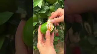 Awesome orange peeling 😮 #shorts #orange #fruit