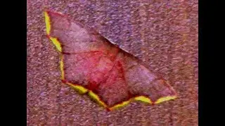 Genus Chrysocraspeda Moth
