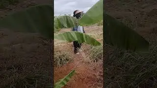 TRANSFORMATIVE LAND USE #farming #agriculture #climatechange #foodsecurity #environmentalawareness