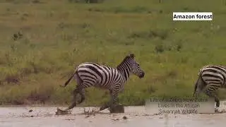 Life of a Zebra How Zebra Lives in the African Savannah Wildlife Documentary