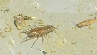 Two-spotted Waterlouse - Asellus aquaticus - Vatnal&uacute;s - Vatnap&ouml;ddur - Tjarnarl&yacute;s - Vatnal&iacute;f