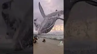 Tibur&oacute;n