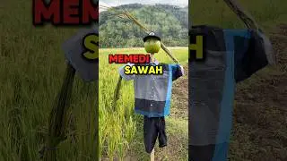 Bikin Orang-Orangan MEMEDI SAWAH untuk Nakutin Burung Emprit.😁#bolang #petualangan