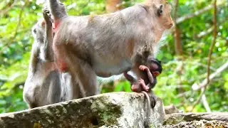 Older Mother Monkey Jade Cares Gently for Her Daughter Jinx