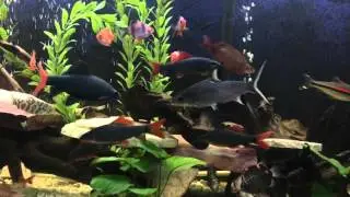 Brief Rainbow Shark Schooling Behavior