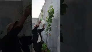 Tanam aja 