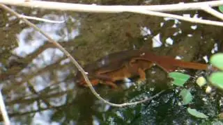 California Newts Amplexus, Santa Ana Mountains, Orange County, California