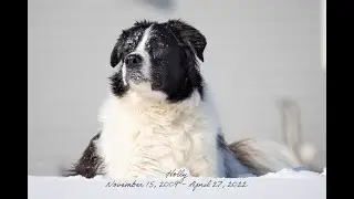 Holly - A tribute to my beautiful girl
