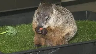 Numbers show Ohio's Buckeye Chuck is more meteorologically accurate than Punxsutawney Phil