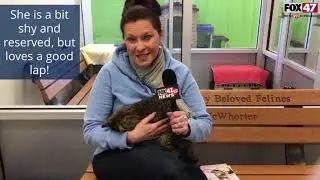 FOX Finder Pet Finder - Meet Gyra