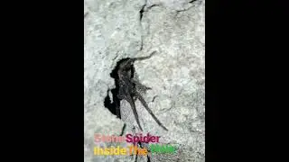 Stone spider inside the hole