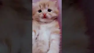 🐾💖 When Simba Feels Lazy 😴 l The Lazy song l Cute Cat #short
