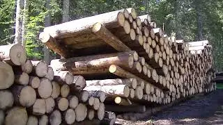 Foresta di Somadida e Cortina D' Ampezzo
