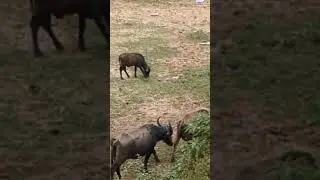 Shepherd life in desert live!