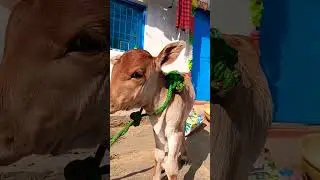 a new baby bull calf is here so cute so adorable #cow #babycow #cute #babybull #calf