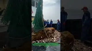 Ocean Harvest Revolution: 90% Time Saved with Smart Crane Sorting!