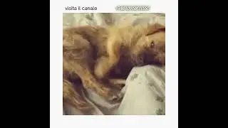 Cagnolino coccoloso #animali #animals #dog#dogs#cane#cani #cuccioli #cucciolo #coccole