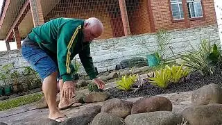 Jardim com pedras #jardinagemrustica #jardinagem #garden #jardim