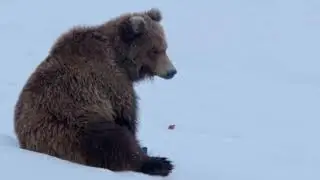 Terre des Ours