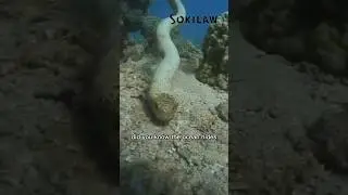 Sea Snake: Ocean&rsquo;s Most Venomous Swimmer! 🌊🐍
