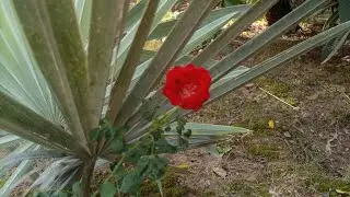 #flowers #flower #red #redflower #rose #jasmine #plants #tree #trees #greenscreen #greenary