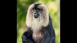 The Lion-Tailed Macaque | Critically Endangered Primate of the Western Ghats