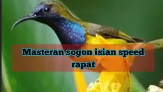 Masteran sogon full speed sejalur,masteran sogon bahan,pancingan sogon trotol,sogon isian tembakan