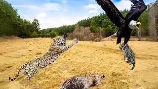 Eagle's RUTHLESS ATTACK of Leopard Cub; Mother's Fierce VENGEANCE!