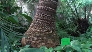Cycas rumphii Miq. čes. cykas Rumpfův angl. Queen Sago Palm angl. Rumpfs Sagopalmfarn