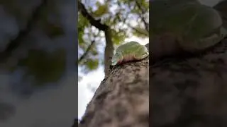 FUNNY Frogs And Lizards!🐸🦎🤣 #frog #cutefrog #lizard #cute #nature #shorts #funny #silly