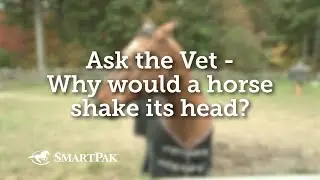 Ask the Vet - Why would a horse shake its head?