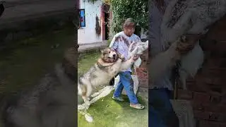 I Can&rsquo;t Believe This Goose Just DID THAT to the Dog! #dog #goose #animals #viral  #shorts #fighting