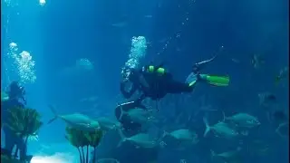 Marine Biologist's Life