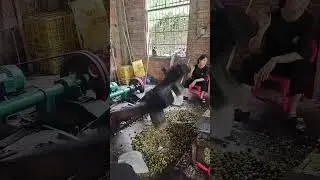 The process of olive processing, traditional craftsmanship, making olive meat + ginger, hot and sour