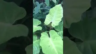 Philodendron Snowdrift #plants #houseplants #plantita #philodendron #shorts