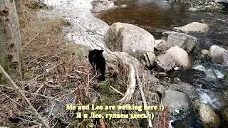 Me and my cats! We are waiting for Mini! Walk in the forest,Norway/Я и мои коты! Ждём Мини! Норвегия