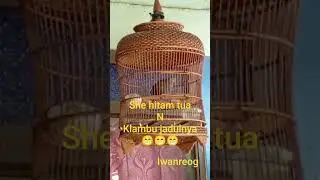 salam kung mania dari bumi REYOG