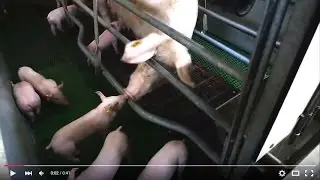 Moedervarkens in de vee-industrie (gefilmd in Nederlandse bedrijven)