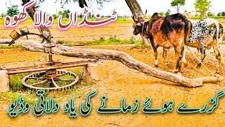 Traditional irrigation method of canal water lifting bull Persian wheel ! Punjabi visakh
