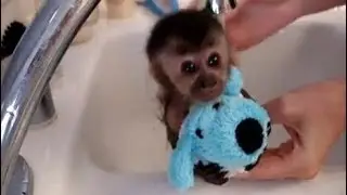 Funny Animal Bath Time