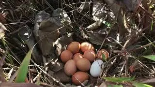 Primitive technology USA | eggs burn recipe prepared by village boys using soils & dungeon