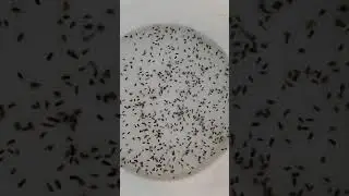 Les larves dipt&egrave;res