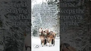 Winter Hoof Care Tips: Keeping Your Horse Comfortable All Season! ☃️❄️ #cavallohoofboots  #horse